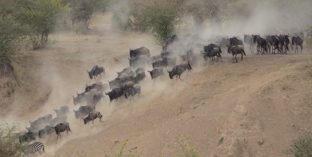 Witness the Greatest Show on Earth: Wildebeest Migration Safaris in the Serengeti